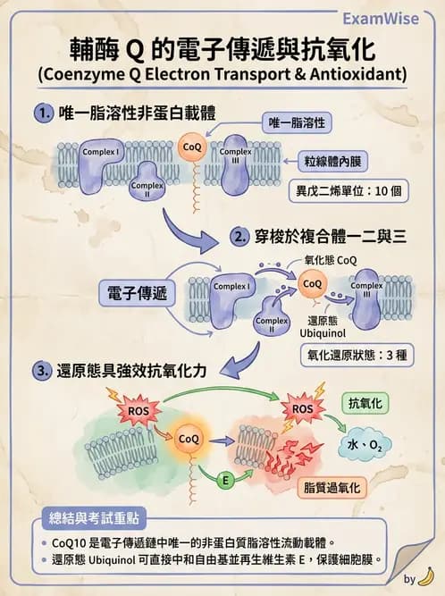 營養 - 能量代謝 - AI 圖文解析預覽