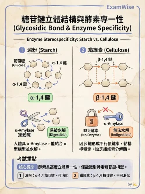 營養 - 醣類結構與膳食纖維 - AI 圖文解析預覽