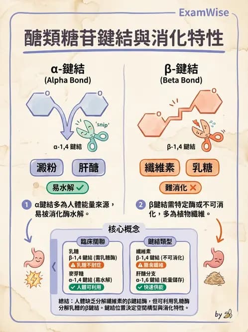 營養 - 醣類結構與膳食纖維 - AI 圖文解析預覽