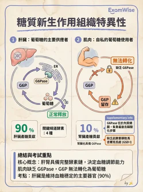 營養 - 醣類代謝路徑 - AI 圖文解析預覽