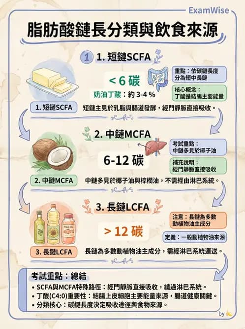 營養 - 脂肪酸種類與必需脂肪酸 - AI 圖文解析預覽