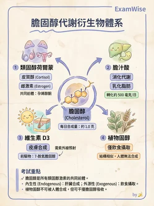 營養 - 脂蛋白與膽固醇代謝 - AI 圖文解析預覽