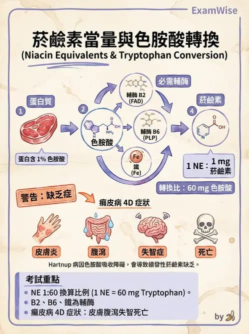 營養 - 能量代謝相關B群維生素 - AI 圖文解析預覽