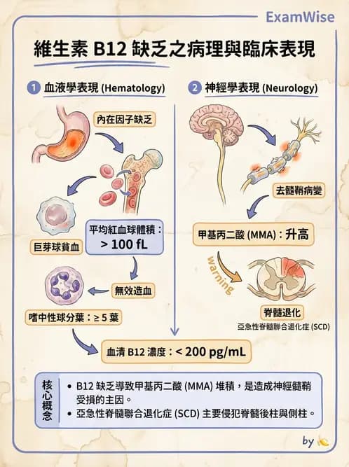 營養 - 單碳代謝與造血B群維生素 - AI 圖文解析預覽