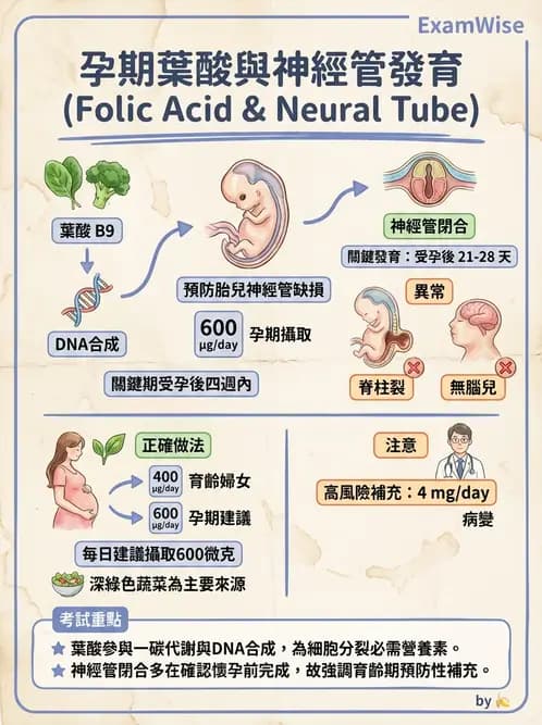 營養 - 單碳代謝與造血B群維生素 - AI 圖文解析預覽