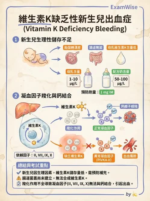 營養 - 維生素K - AI 圖文解析預覽