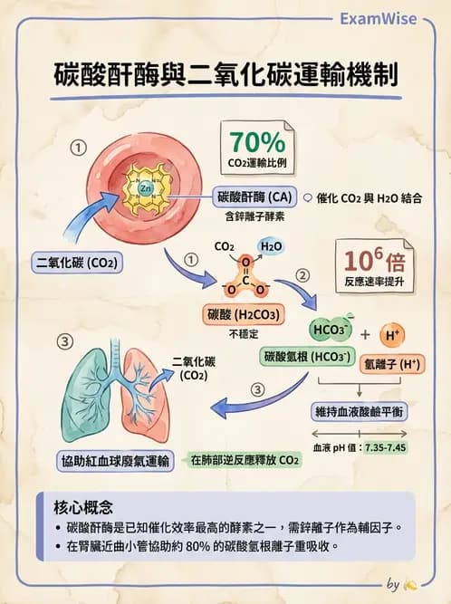 營養 - 當代營養學相關議題 - AI 圖文解析預覽