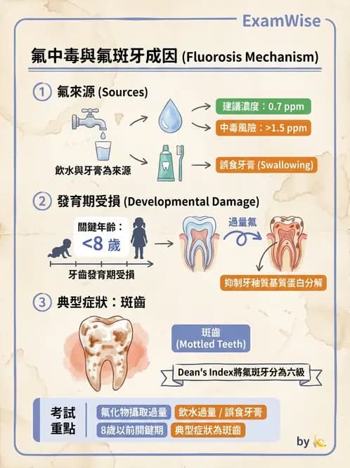 營養 - 氟、鉻及其他微量礦物質 - AI 圖文解析預覽