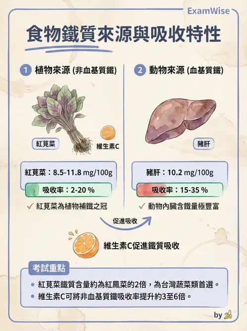 營養 - 鐵營養與貧血 - AI 圖文解析預覽
