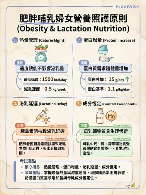 營養 - 孕期與哺乳期營養 - AI 圖文解析預覽