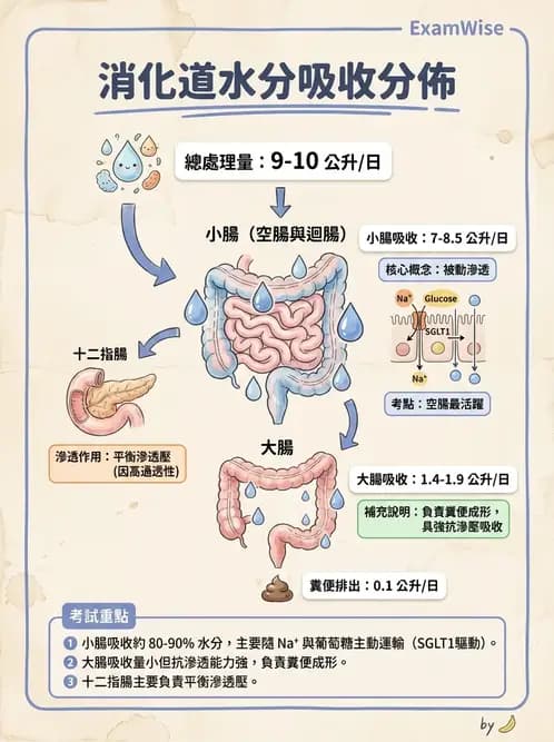 營養 - 當代營養學相關議題 - AI 圖文解析預覽