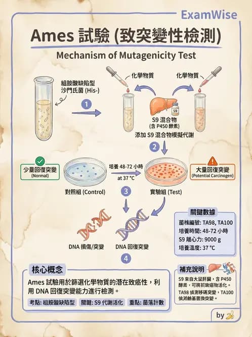 營養 - 食品安全性評估 - AI 圖文解析預覽
