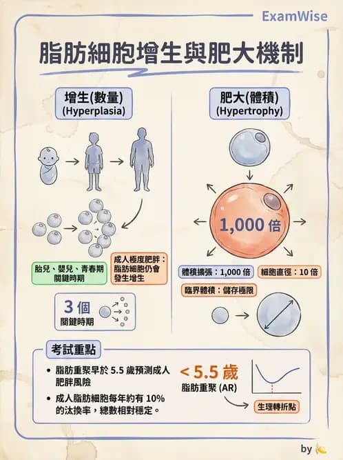 營養 - 體重管理與攝食異常 - AI 圖文解析預覽