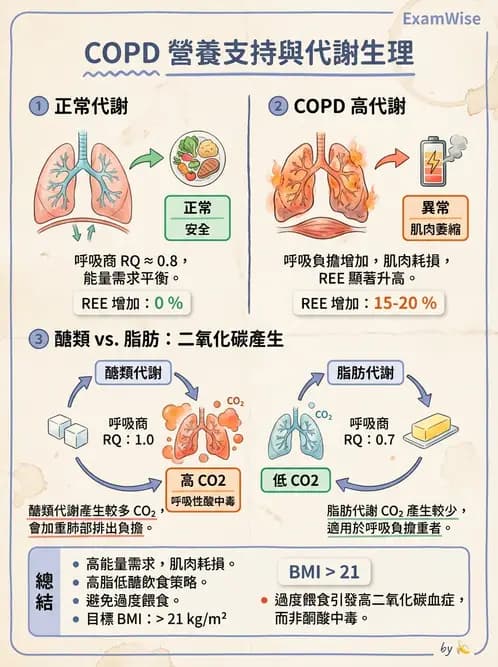 營養 - 呼吸系統疾病 - AI 圖文解析預覽