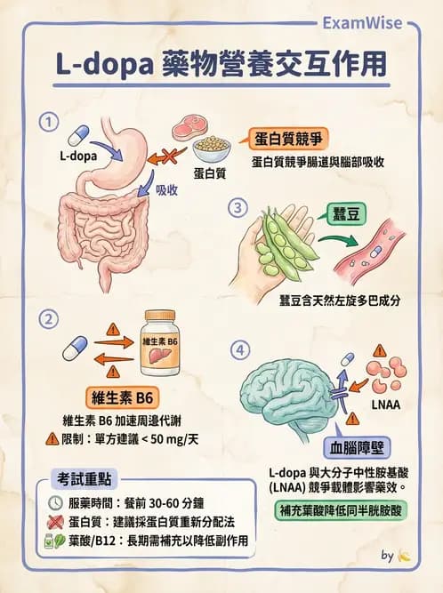 營養 - 藥物與營養素交互作用 - AI 圖文解析預覽
