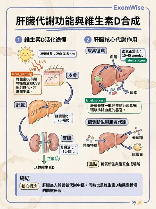 營養 - 肝膽疾病 - AI 圖文解析預覽