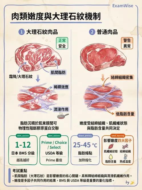 營養 - 動植物性食材製備原理 - AI 圖文解析預覽
