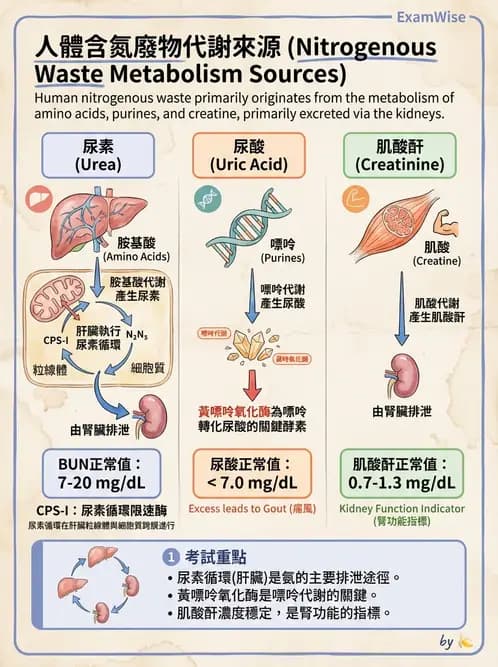 營養 - 蛋白質與胺基酸代謝 - AI 圖文解析預覽