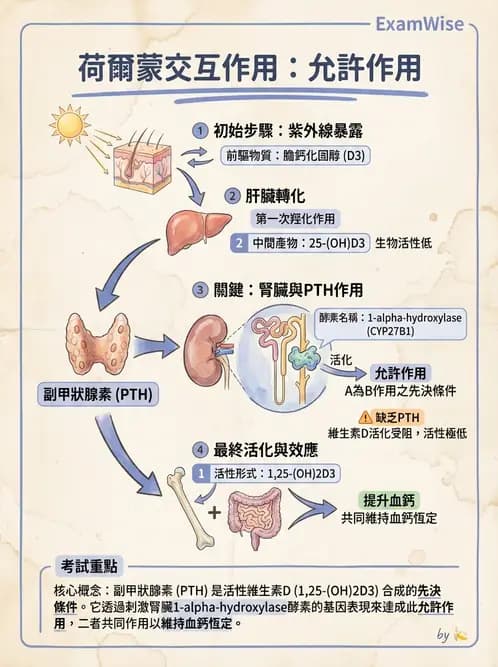 營養 - 內分泌與代謝生理學 - AI 圖文解析預覽