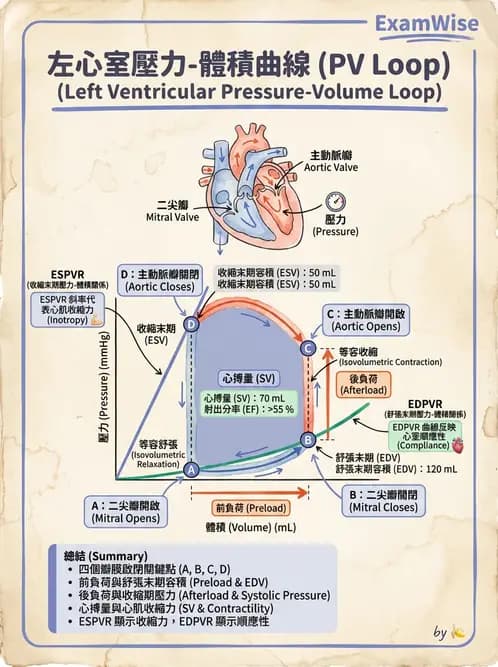 營養 - 心血管系統生理學 - AI 圖文解析預覽