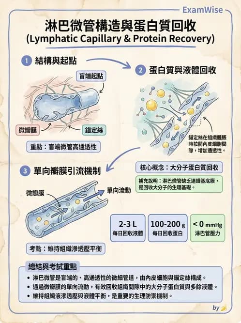 營養 - 心血管系統生理學 - AI 圖文解析預覽