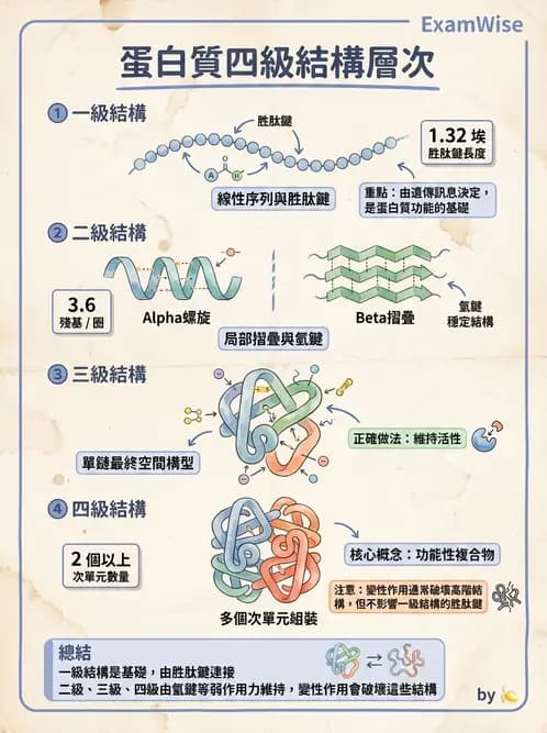營養 - 蛋白質與胺基酸代謝 - AI 圖文解析預覽