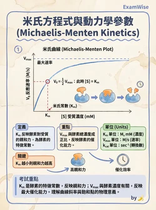 營養 - 酵素學基礎 - AI 圖文解析預覽