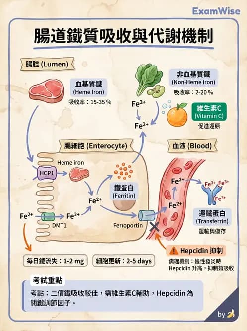 營養 - 消化系統生理學 - AI 圖文解析預覽