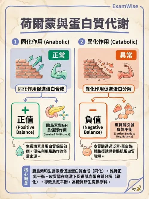 營養 - 內分泌與代謝生理學 - AI 圖文解析預覽