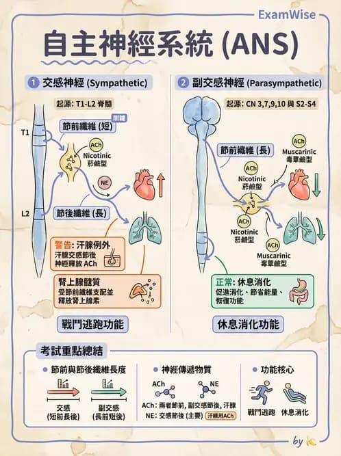營養 - 神經系統生理學 - AI 圖文解析預覽