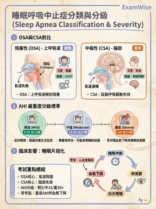 營養 - 呼吸系統生理學 - AI 圖文解析預覽
