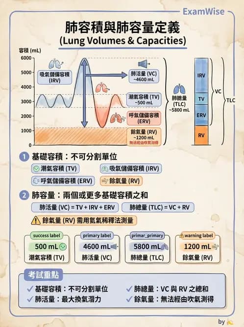 營養 - 呼吸系統生理學 - AI 圖文解析預覽