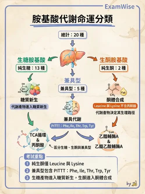 營養 - 蛋白質與胺基酸代謝 - AI 圖文解析預覽