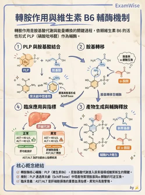 營養 - 蛋白質與胺基酸代謝 - AI 圖文解析預覽