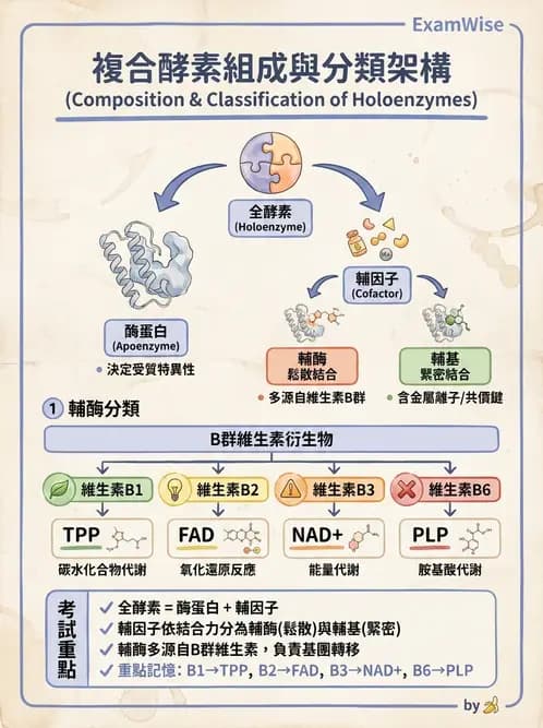 營養 - 酵素學基礎 - AI 圖文解析預覽