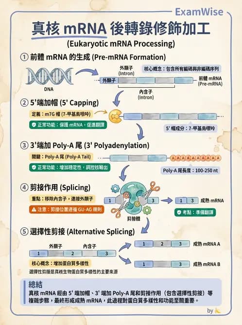 營養 - 核酸與基因表現 - AI 圖文解析預覽