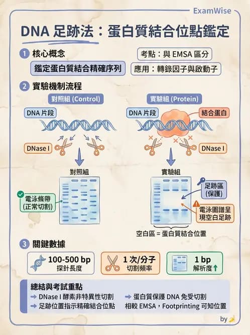營養 - 核酸與基因表現 - AI 圖文解析預覽