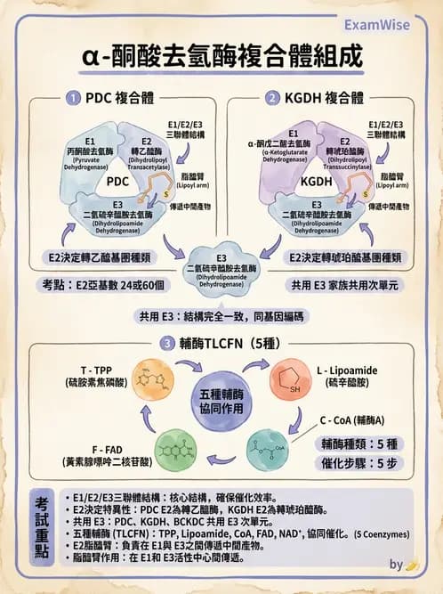 營養 - 能量代謝 - AI 圖文解析預覽