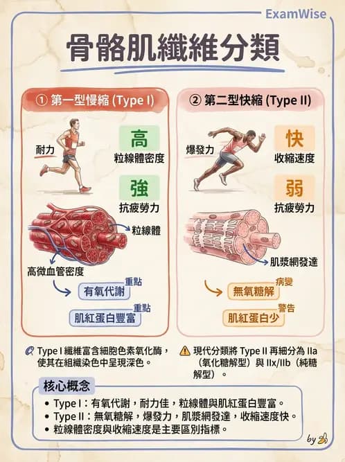 營養 - 能量代謝 - AI 圖文解析預覽