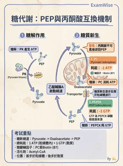 營養 - 醣類代謝 - AI 圖文解析預覽