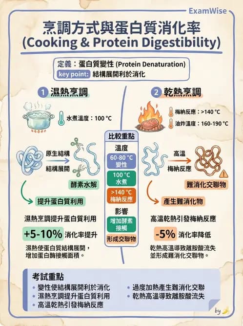 營養 - 蛋白質消化吸收與品質評估 - AI 圖文解析預覽