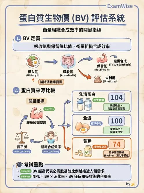 營養 - 蛋白質消化吸收與品質評估 - AI 圖文解析預覽
