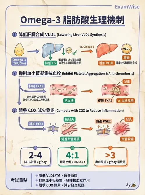 營養 - 脂肪酸種類與必需脂肪酸 - AI 圖文解析預覽