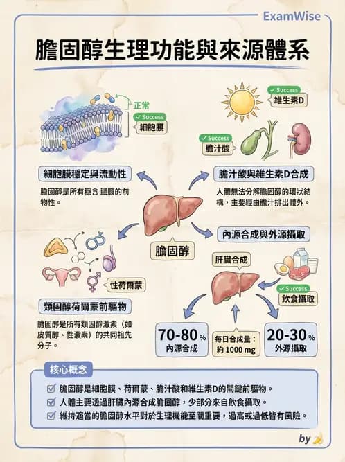 營養 - 脂蛋白與膽固醇代謝 - AI 圖文解析預覽
