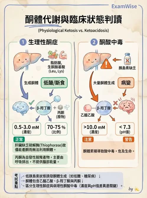 營養 - 脂蛋白與膽固醇代謝 - AI 圖文解析預覽