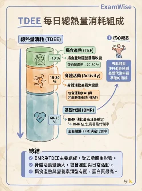 營養 - 能量平衡與食慾控制 - AI 圖文解析預覽
