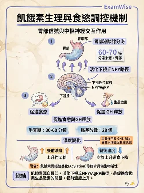 營養 - 能量平衡與食慾控制 - AI 圖文解析預覽