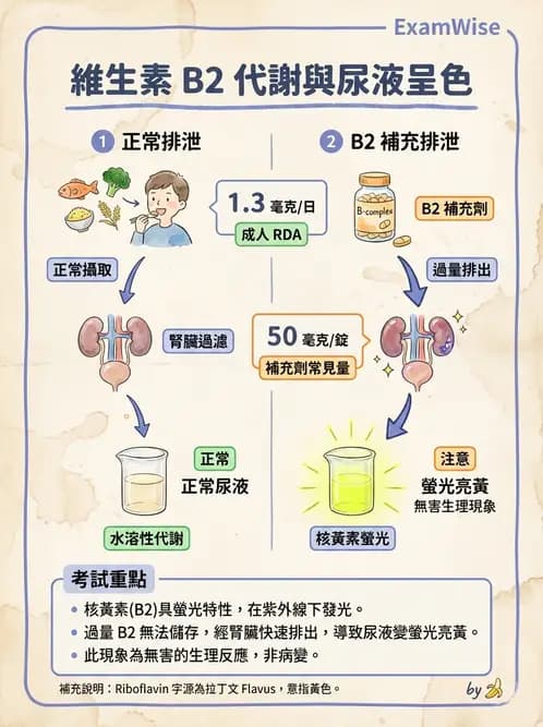 營養 - 能量代謝相關B群維生素 - AI 圖文解析預覽