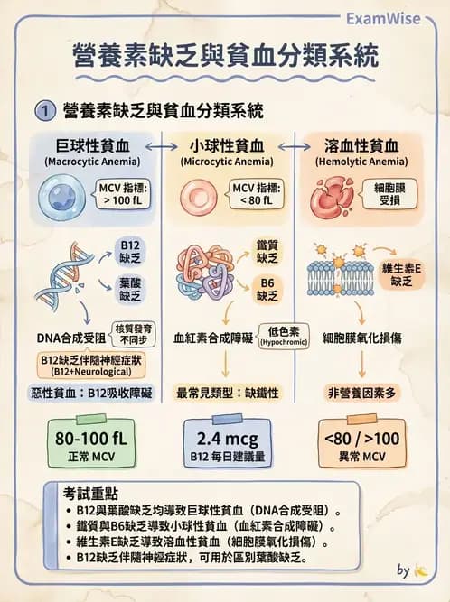 營養 - 單碳代謝與造血B群維生素 - AI 圖文解析預覽