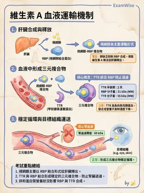 營養 - 維生素A - AI 圖文解析預覽